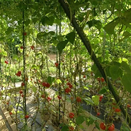 Apartamento Josipa *