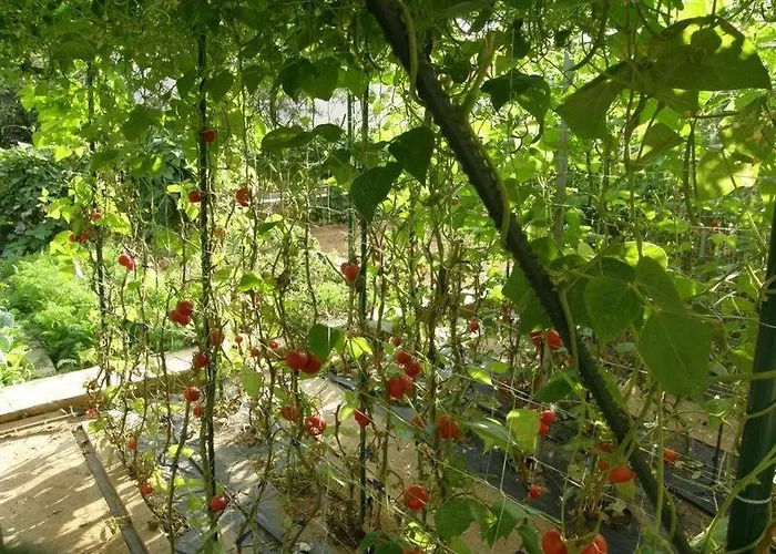 アパート Josipa *